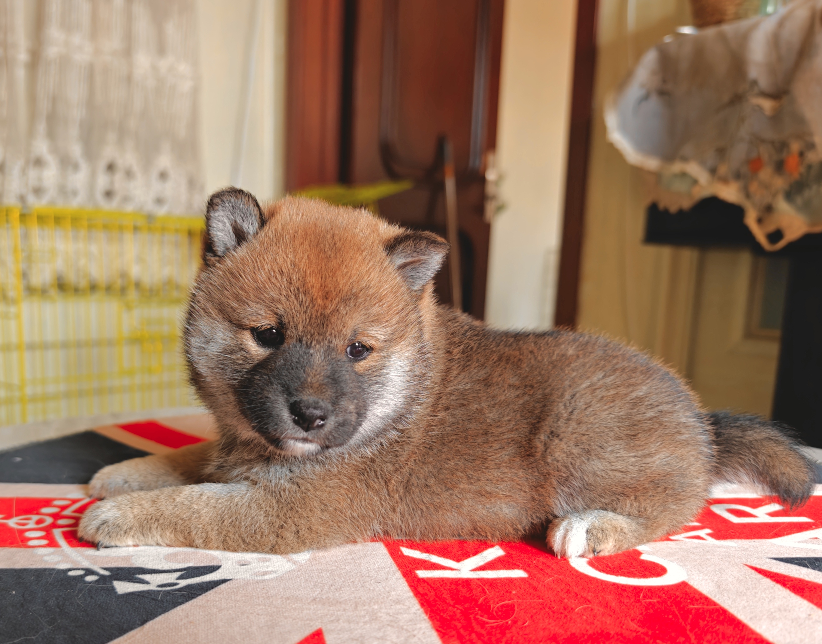 精品包子脸,爆红柴犬妹妹,